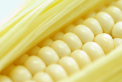 抗癌蔬菜篇|玉米