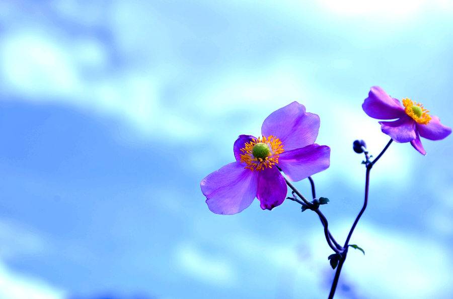 1447323374750791.jpg 25574862_1378953961488_mthumb.jpg