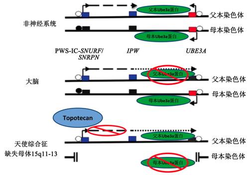 Microsoft Word - ¿ÆÆÕÔ°µØ-y.doc