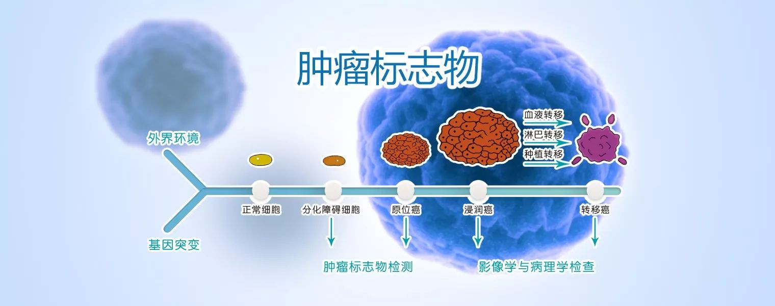 生化体检中尿酸偏高肌激素酶和甘油三脂偏高怎么办_催化草酰乙酸转化为磷酸烯醇式丙酮酸的反应的是什么酶_神经元特异性烯醇化酶偏高原因