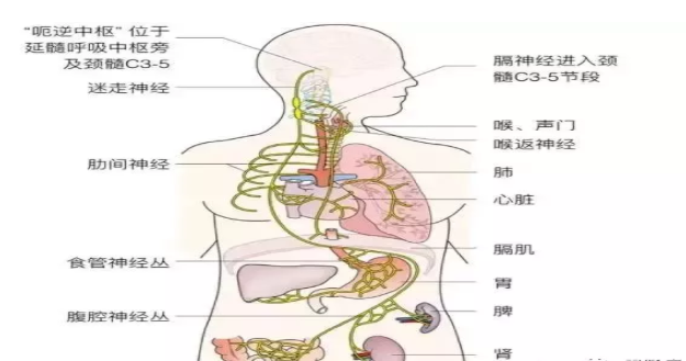 周围性呃逆主要由迷走神经与膈神经受刺激所致,如胃肠道,胸,腹膜,膈肌