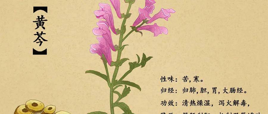 黄芩有5大抗肿瘤功效但使用前一定要注意这件事