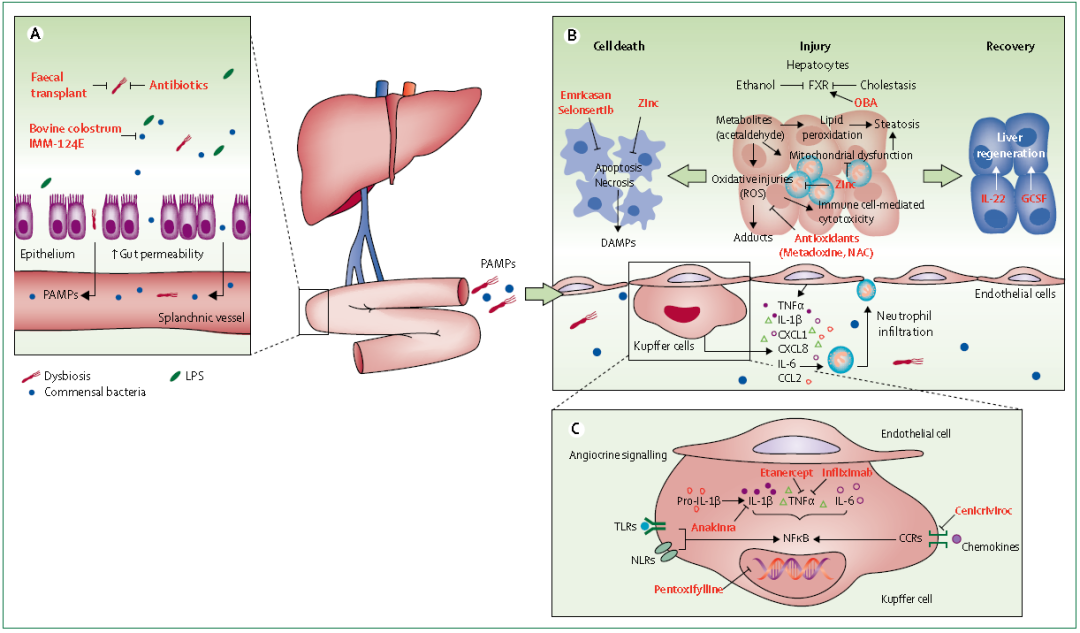 酒精性肝炎的发病机制和新型治疗药物的作用机制如图1所示