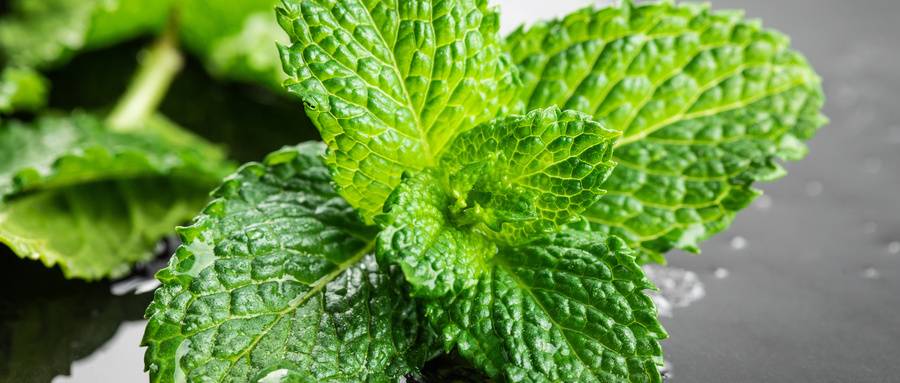 图片来源:摄图网薄荷,拉丁学名(mentha haplocalyx briq.