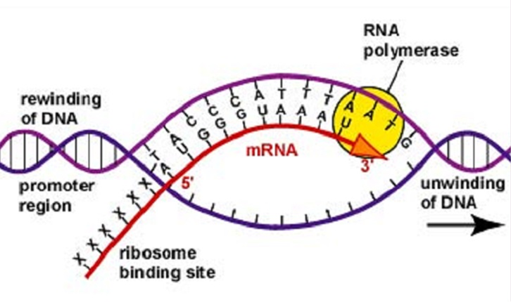 dna所携带的遗传密码需要先转录成相应的mrna,才能进一步翻译成蛋白