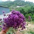 紧张的大脸猫°