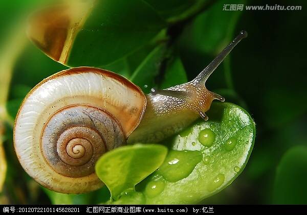 快乐蜗牛