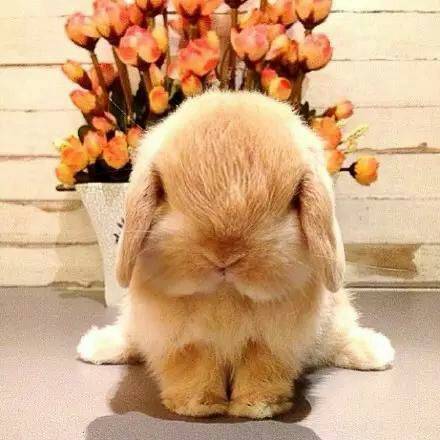 蒙娜丽莎好想哭