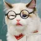 眯眼笑的小猴子