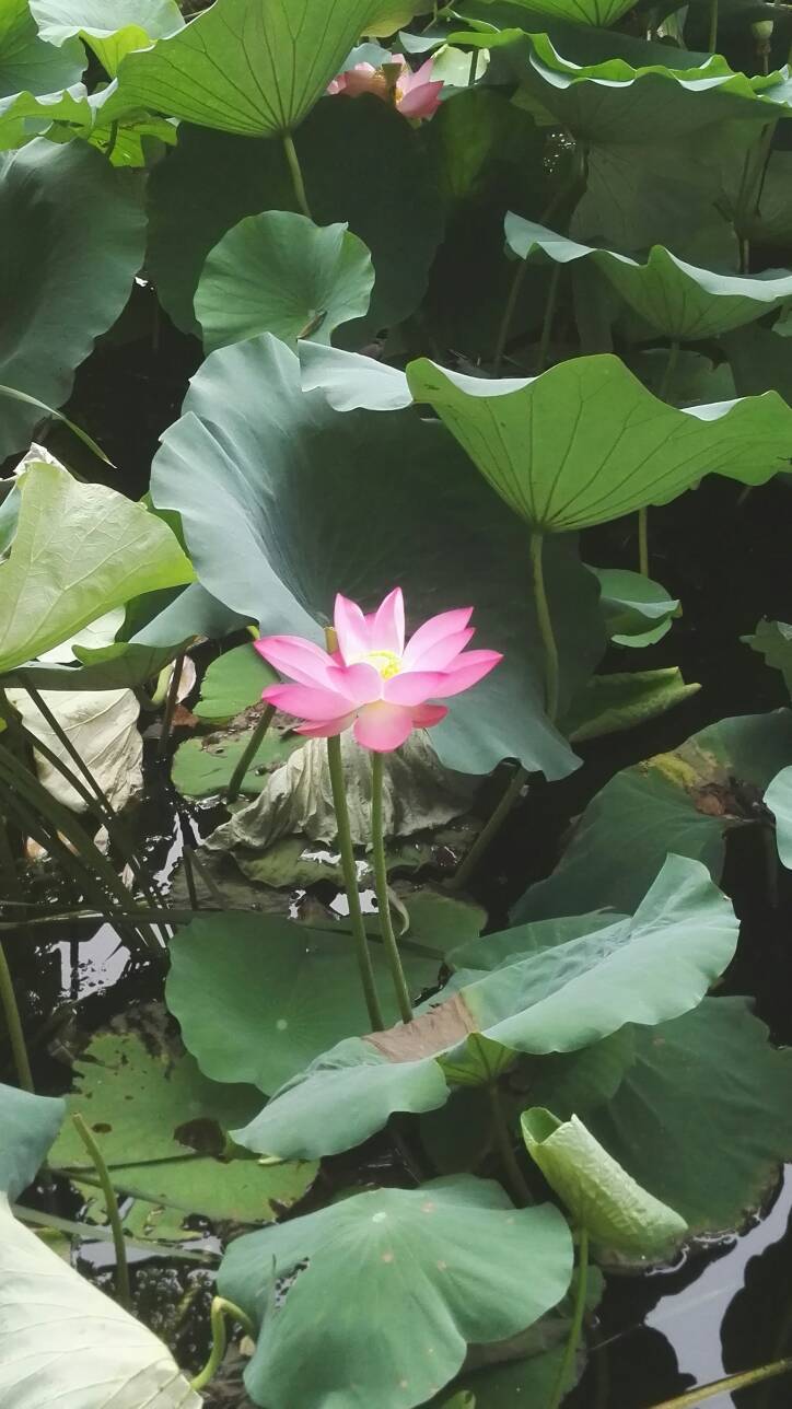 风之优雅（家属）