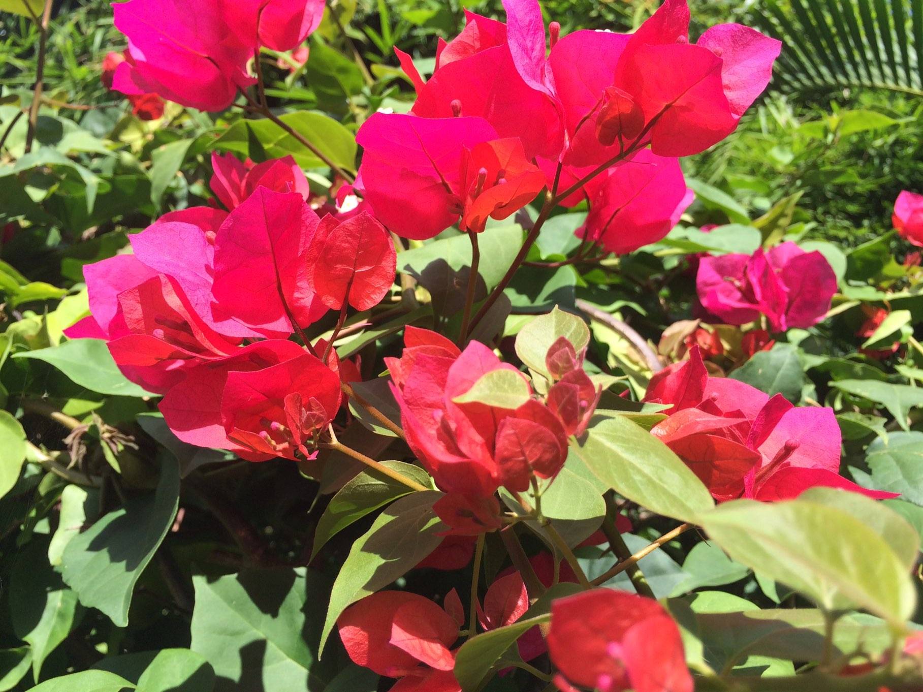 给点阳光就灿烂