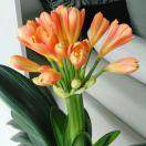 享受阳光(紫罗兰)