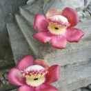 眉开眼笑 之 喜来哭