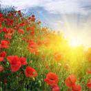 杨玲子〈杨素萍〉