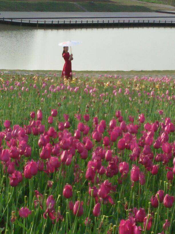 凤凰涅槃3399498！7