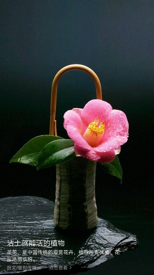 芝士改編命運