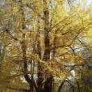 自由飞翔