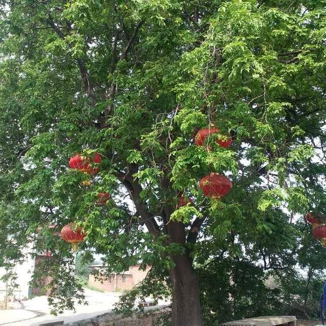 君悦，杨桂芬139****2034