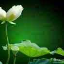 静心（陈星宇）