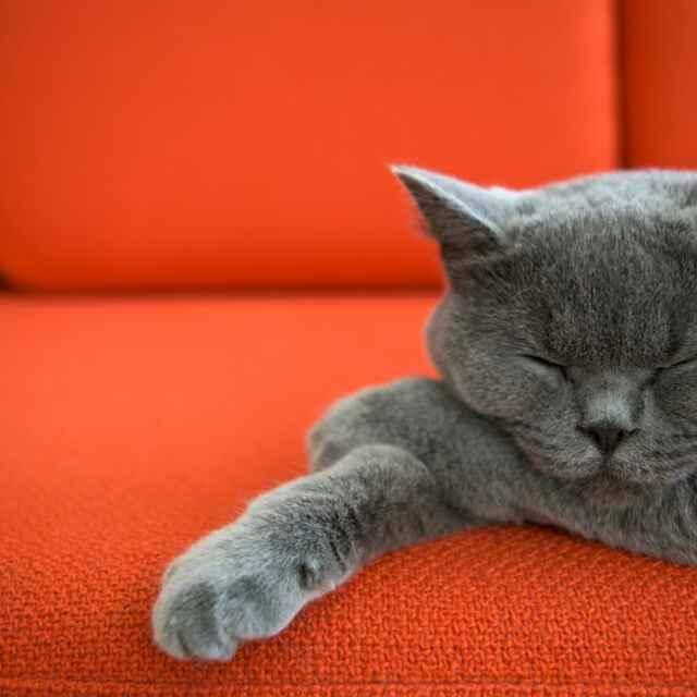 磨刀霍霍做掉你