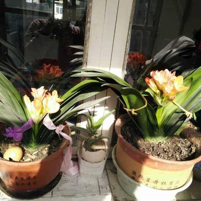 冰麒麟紫盈