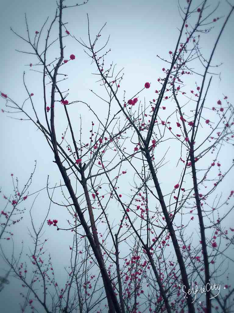 十里桃花万亩樱园