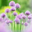 AAA红叶AAA天成门窗