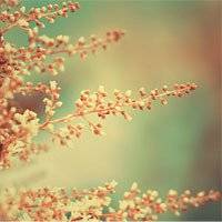 西瓜柚子水蜜桃