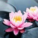 花开花落又是雨季づ2561