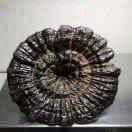 京晟灵芝（沈鹏程）