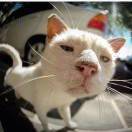 超级的煎饼果子