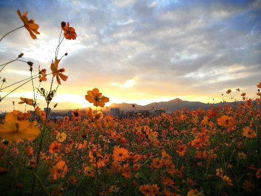 21胸膜-术后靶向药联合化疗