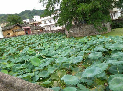 为爱我的人重生1