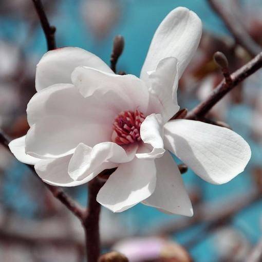 ゛痴痴傻傻呆呆女