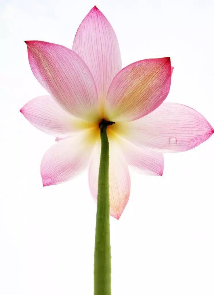 波萨诺瓦84.10－17.11.7