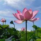 吾家有女初长成