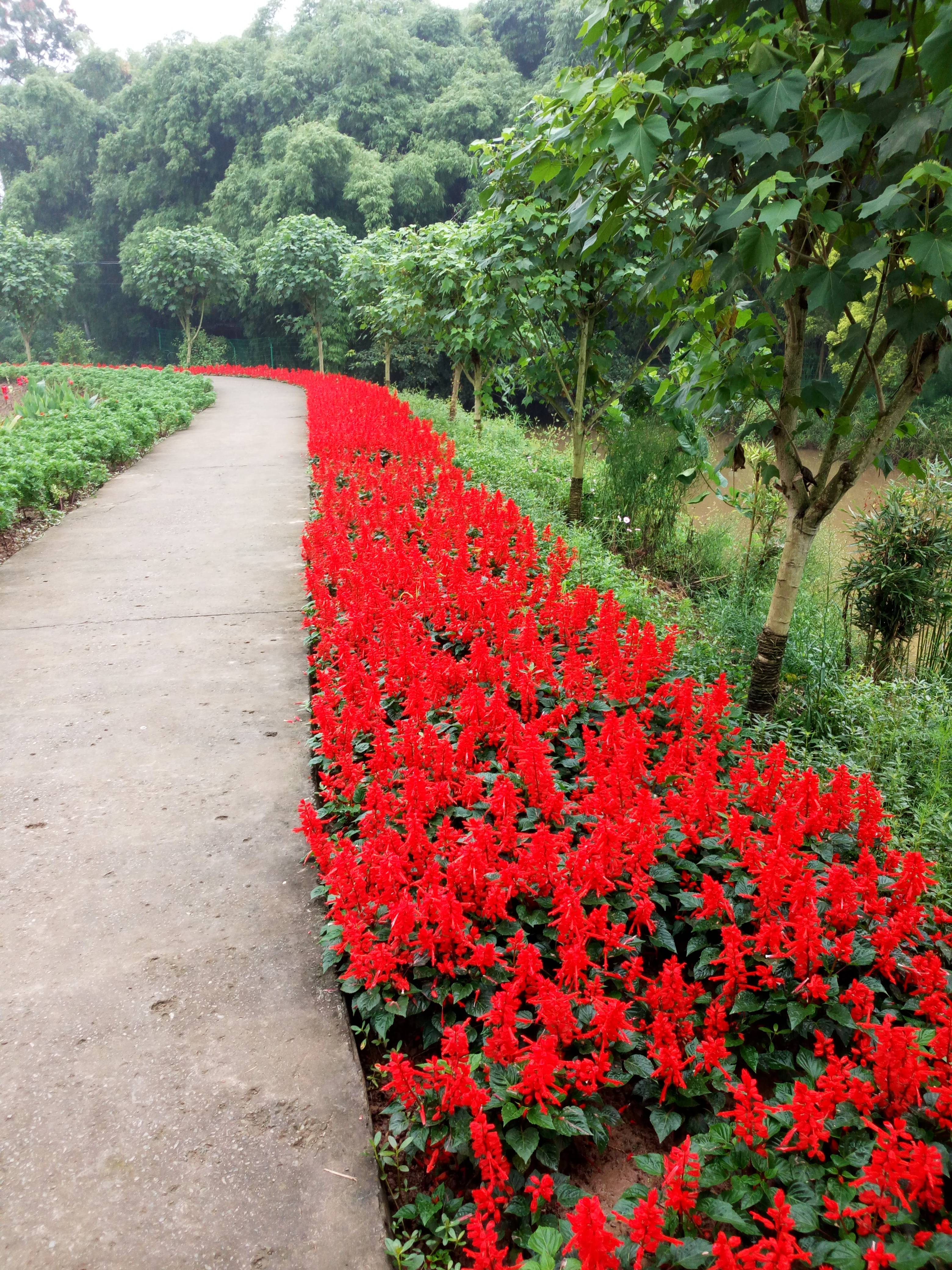 茉莉花开'又一季