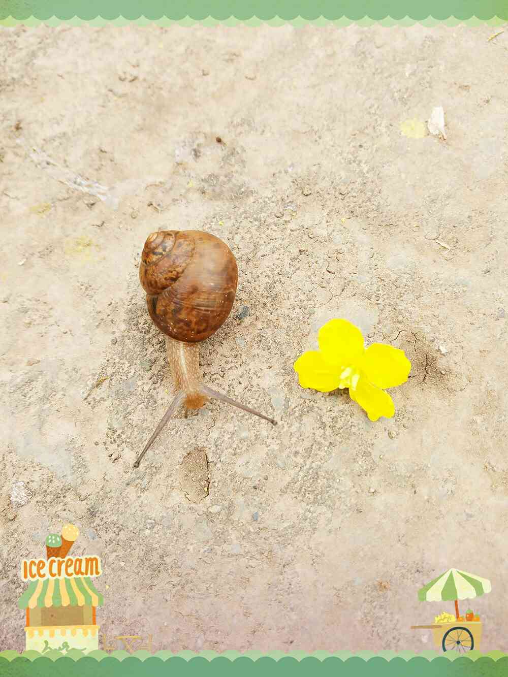 茉莉花开又一季