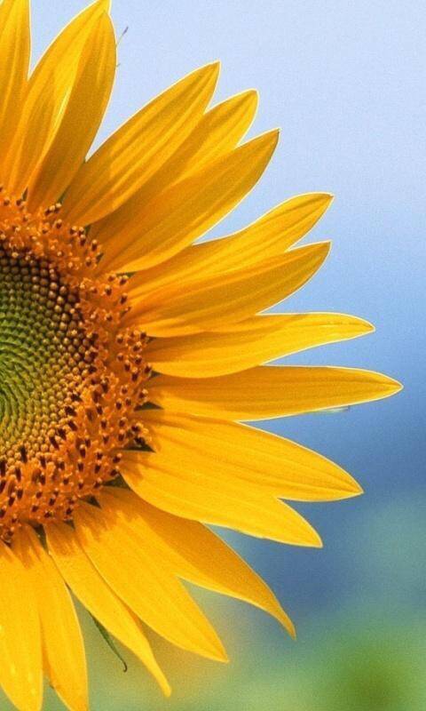 璀璨的向阳花