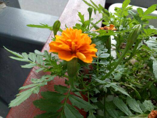 (･ิ･ิ)っ你不知道的事