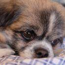 白白7129（家属）