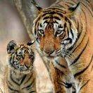   晴天   