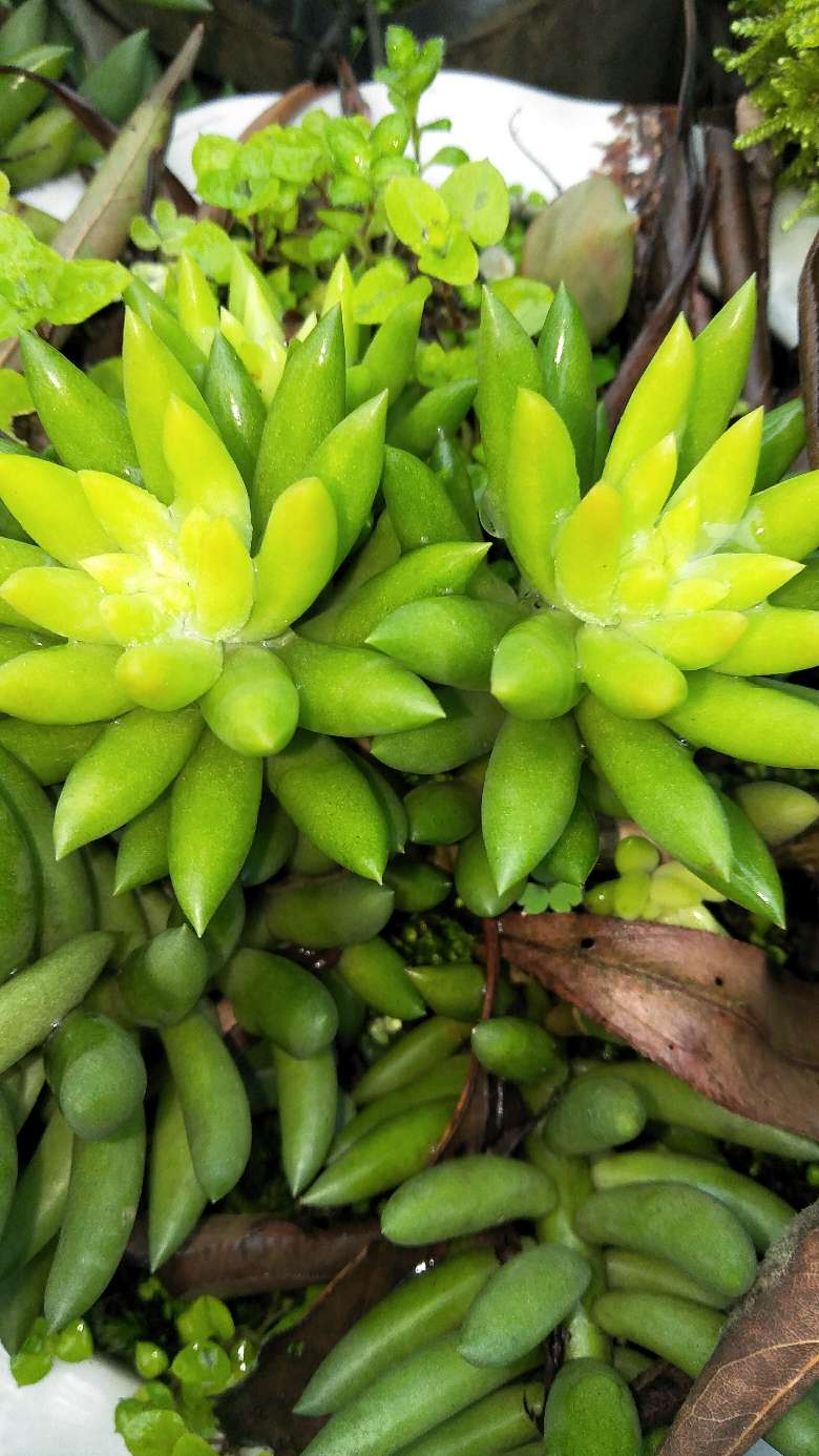 好大一朵红苕花