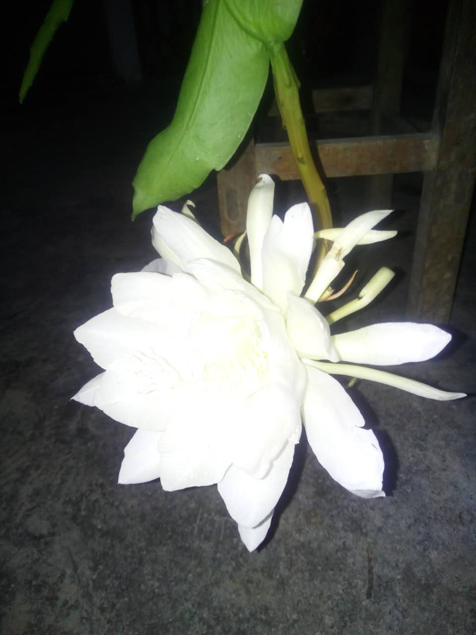 妮子要陪爸爸一起抗癌