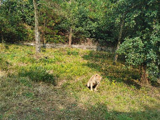 63岁公公  肺鳞癌3b期