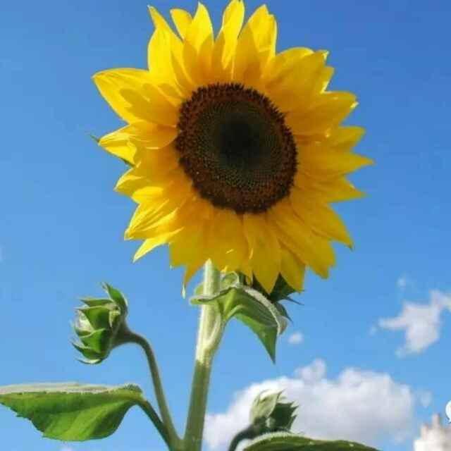 冯进(笑面人生)