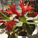 心毅~善念善行善果