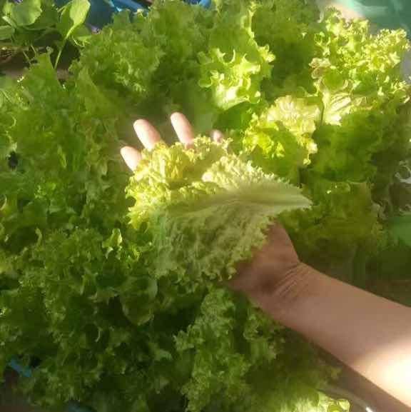 A土豆你个洋芋哟