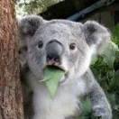 肺腺癌 多处骨转 her2 突变