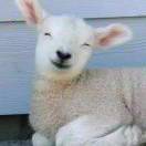 风油精我只选择水仙牌儿